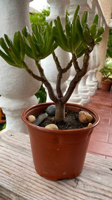 Vendo suculenta tipo bonsay