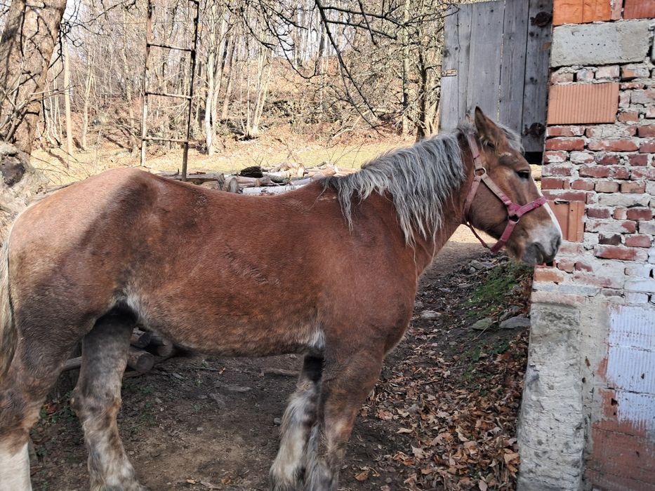 Sprzedam kobyle zimnokrwista