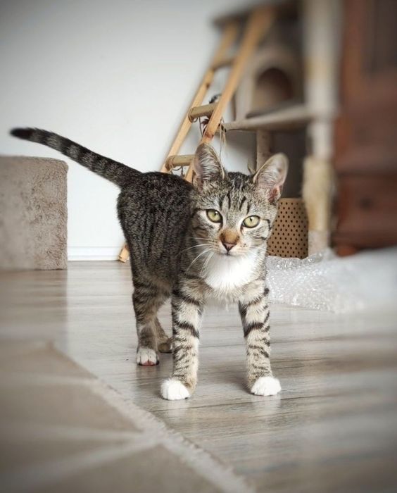 16 tygodniowa kicia szuka miłości