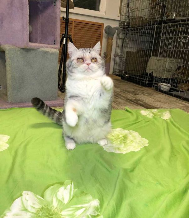 Толстушка Шотландская кошечка Пушинка, нежная и добрая, 1-3 годика