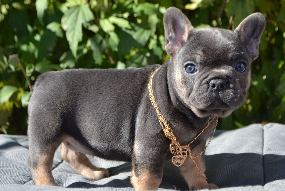 Неймовірна краса!французька