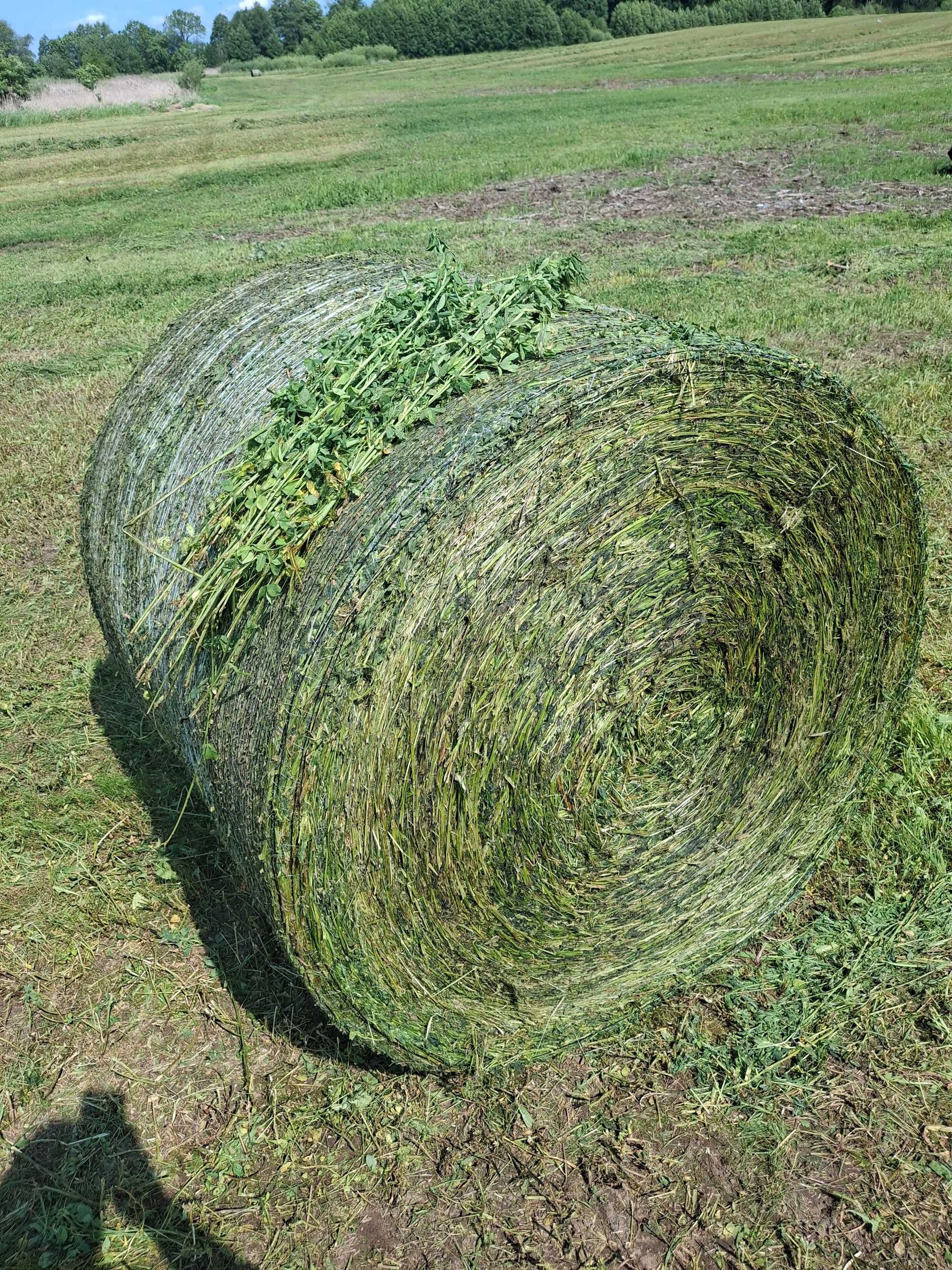 Słoma w belach Siano suche ze stodoły oraz  bele kiszonki Lucerny
