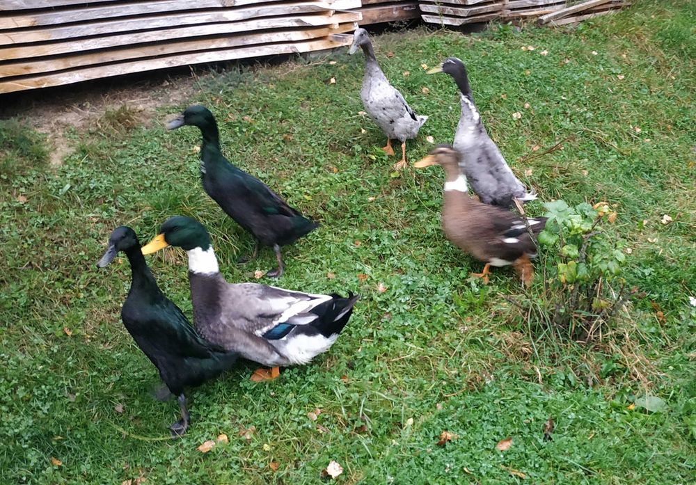 Kaczki biegusy indyjskie staropolskie francuskie