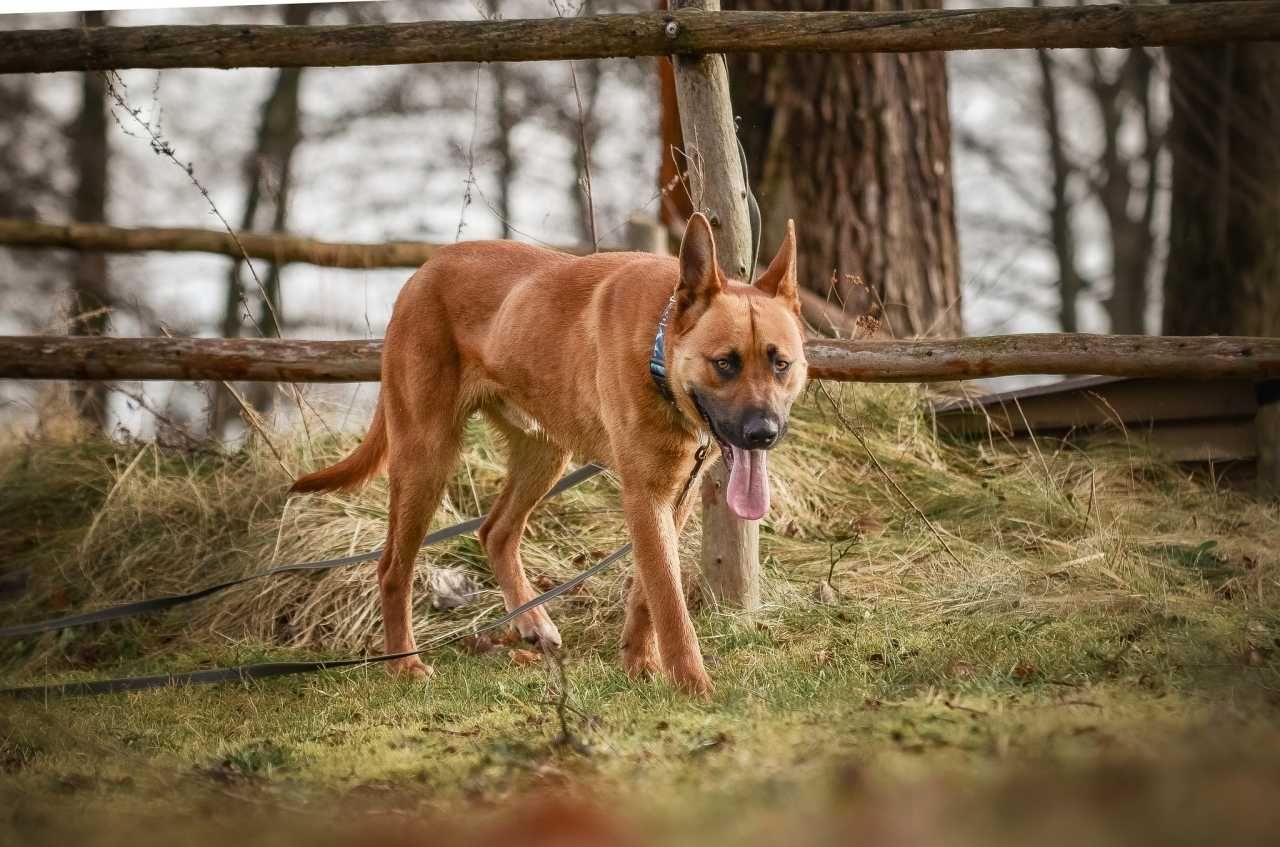 Baxter - piękny, aktywny psi młodzieniec do pokochania!