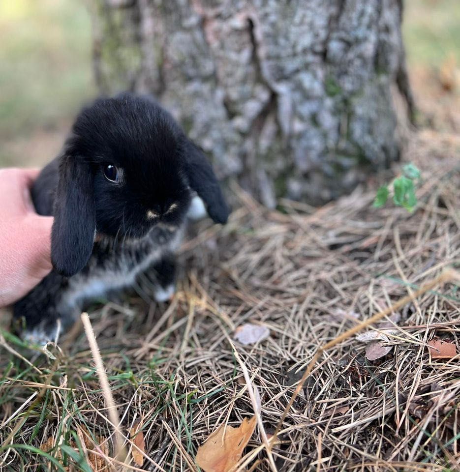 Mini lop teddy karzełek króliczki miniaturowe z legalnej hodowli