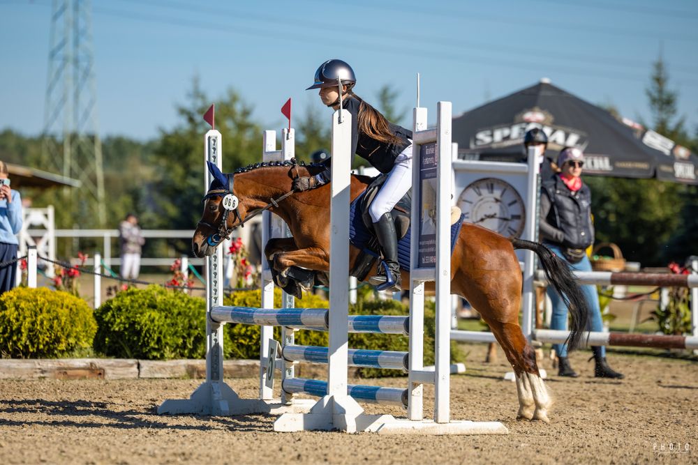 Kuc walijski do sportu