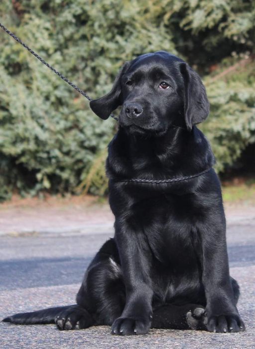 Дві красуні лабрадора