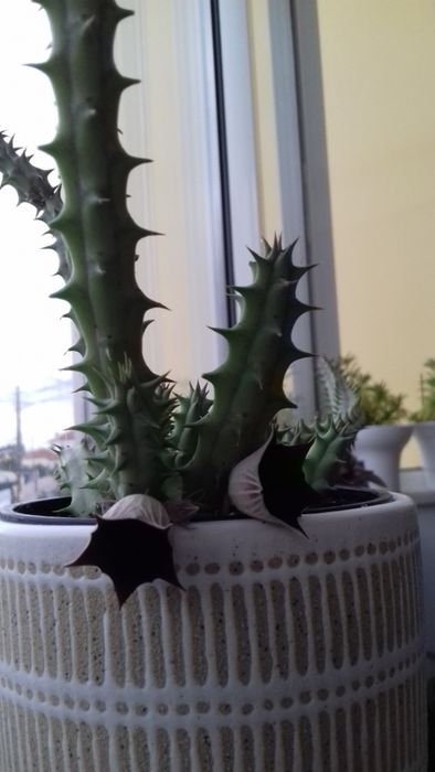 Planta natural/suculenta/ Huernia Keniensis/sinhinho roxo