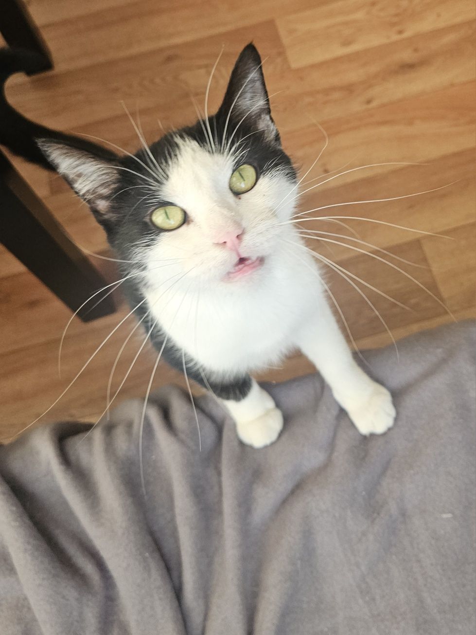Cudowna kotka do adopcji, kot, kotek