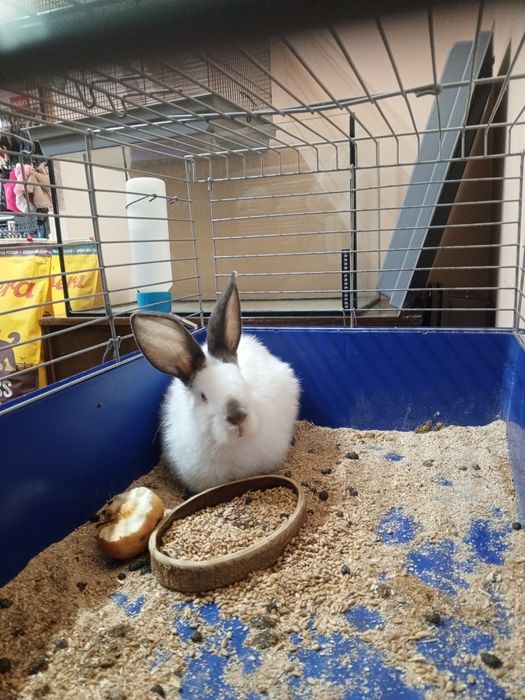 Продам кролика девочка