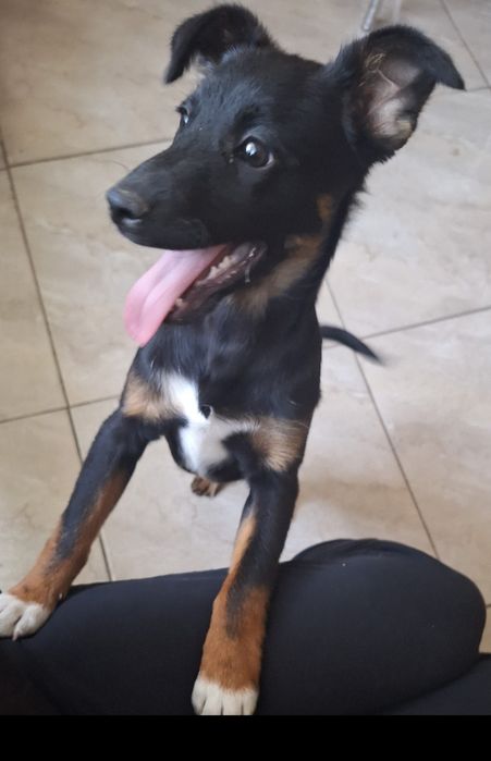 Oddam pieska w dobre ręce