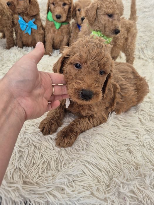 Goldendoodle f1b standard