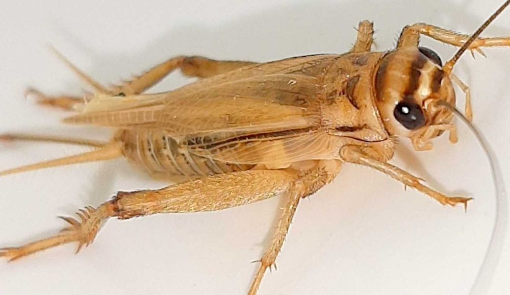 Цвіркуни домові (сверчки)