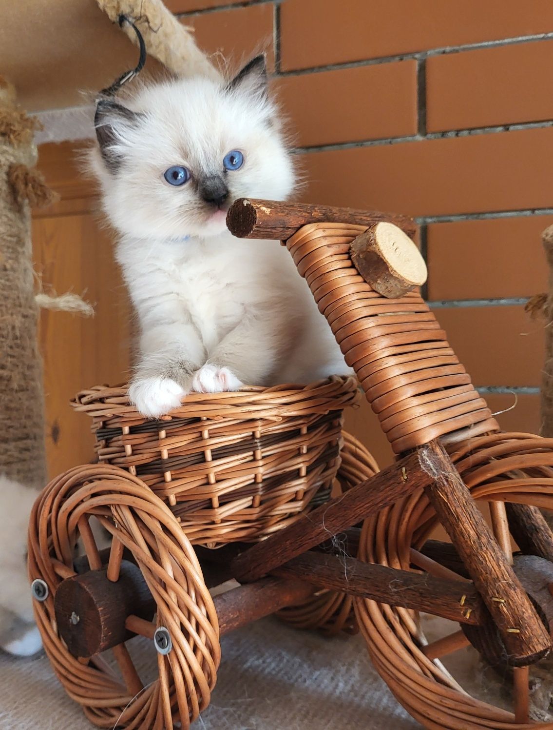 Ragdoll Ragdolle Ragdollowo