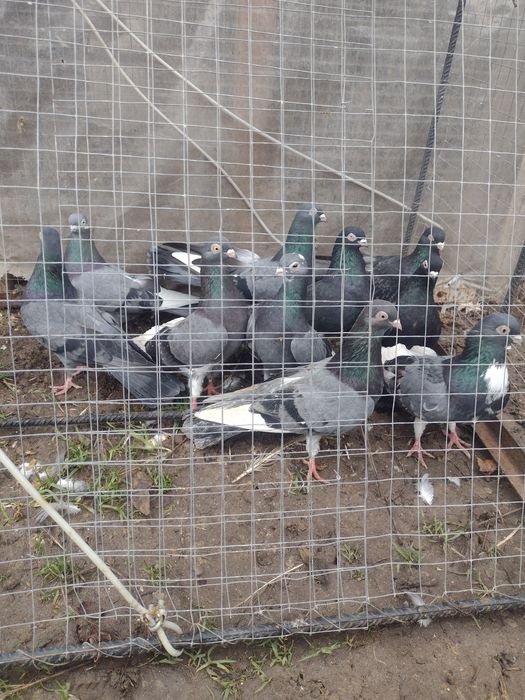 Sprzedam gołębie Górniaki zamojskie