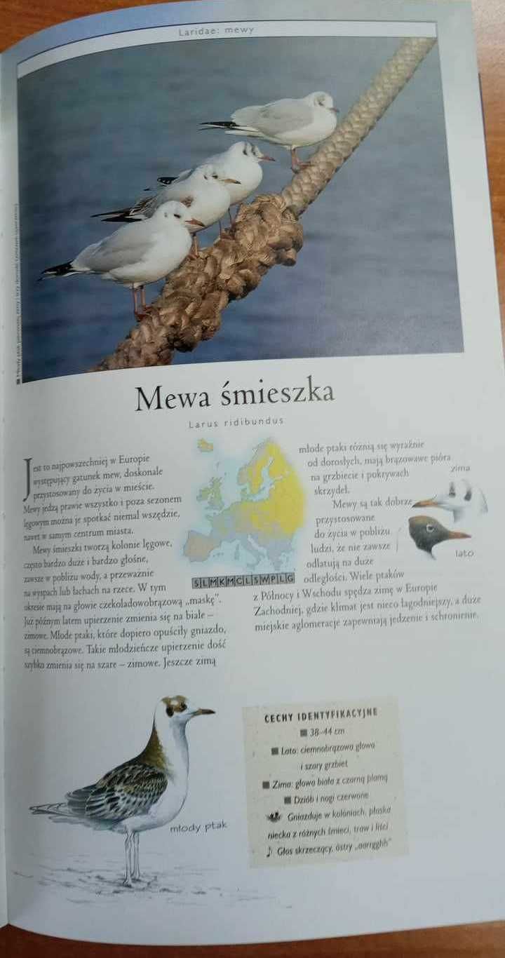 PTAKI EUROPY przewodnik obserwatora i wskazówki do identyfikacji