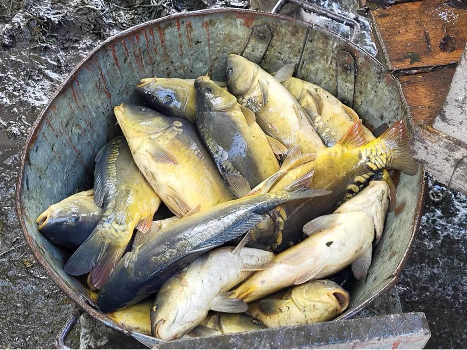 Karp hodowlany 22zl prosto z gospodarstwa