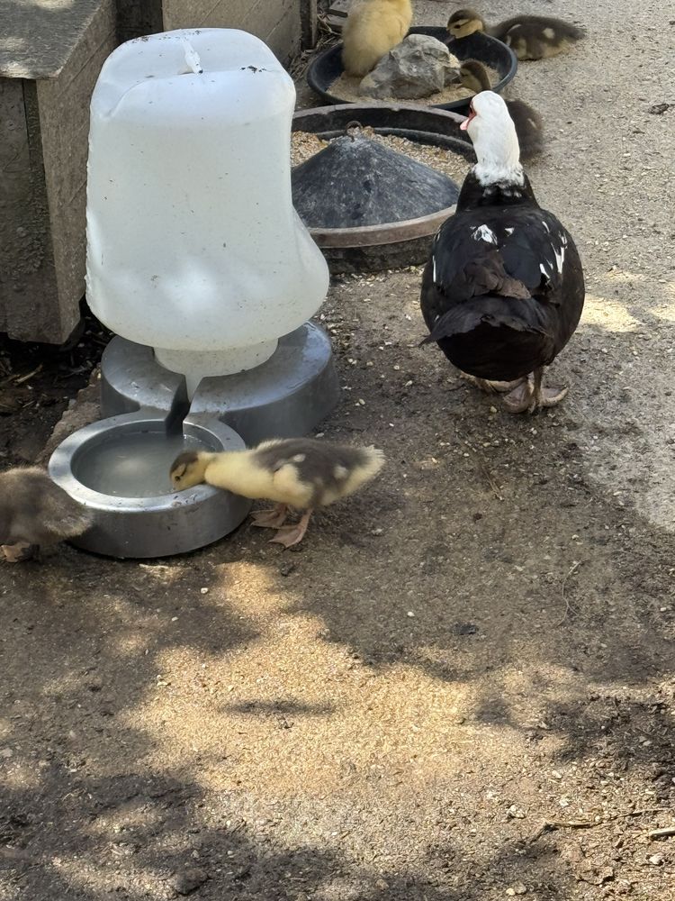 Patinhos com 2 semanas
