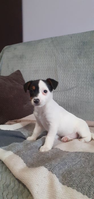 Jack Russell terrier- suczka