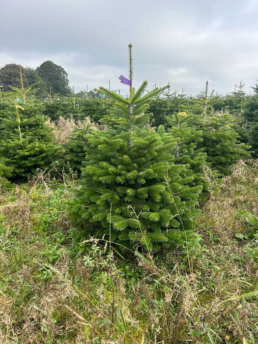 JODŁA KAUKASKA 100 - 220CM ! W Donicy ! Ukorzeniona Z Korzeniem! Jodla