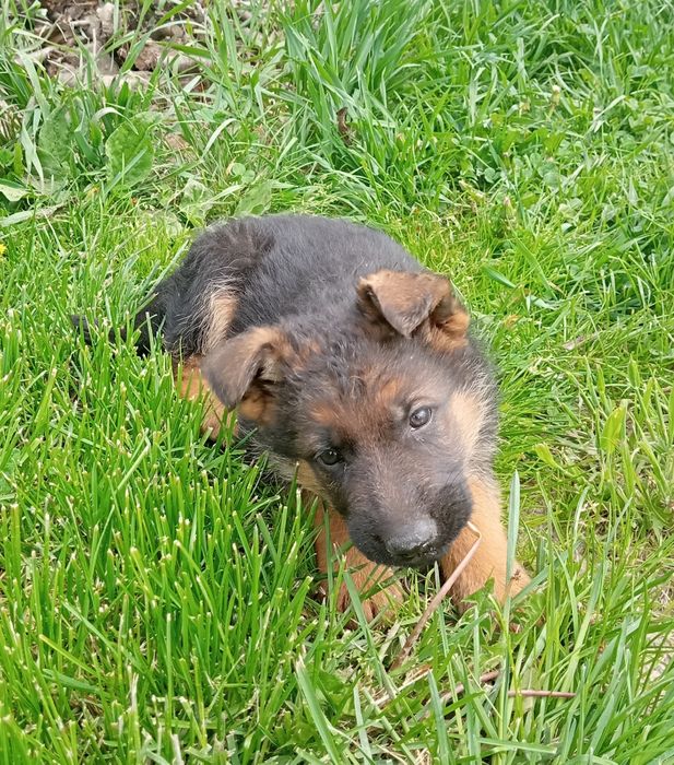 Цуценята. Німецька вівчарка ДН 19.09. Батьки з КСУ