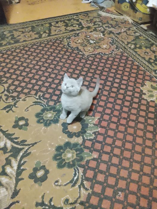 Продаю котят брітанец і шотланц