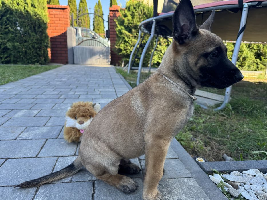 Szczeniak Owczarek Belgijski Malinois FCI