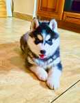 Szczeniak Siberian Husky rodowód ZKwP FCI Champion Puppy Pedigree
