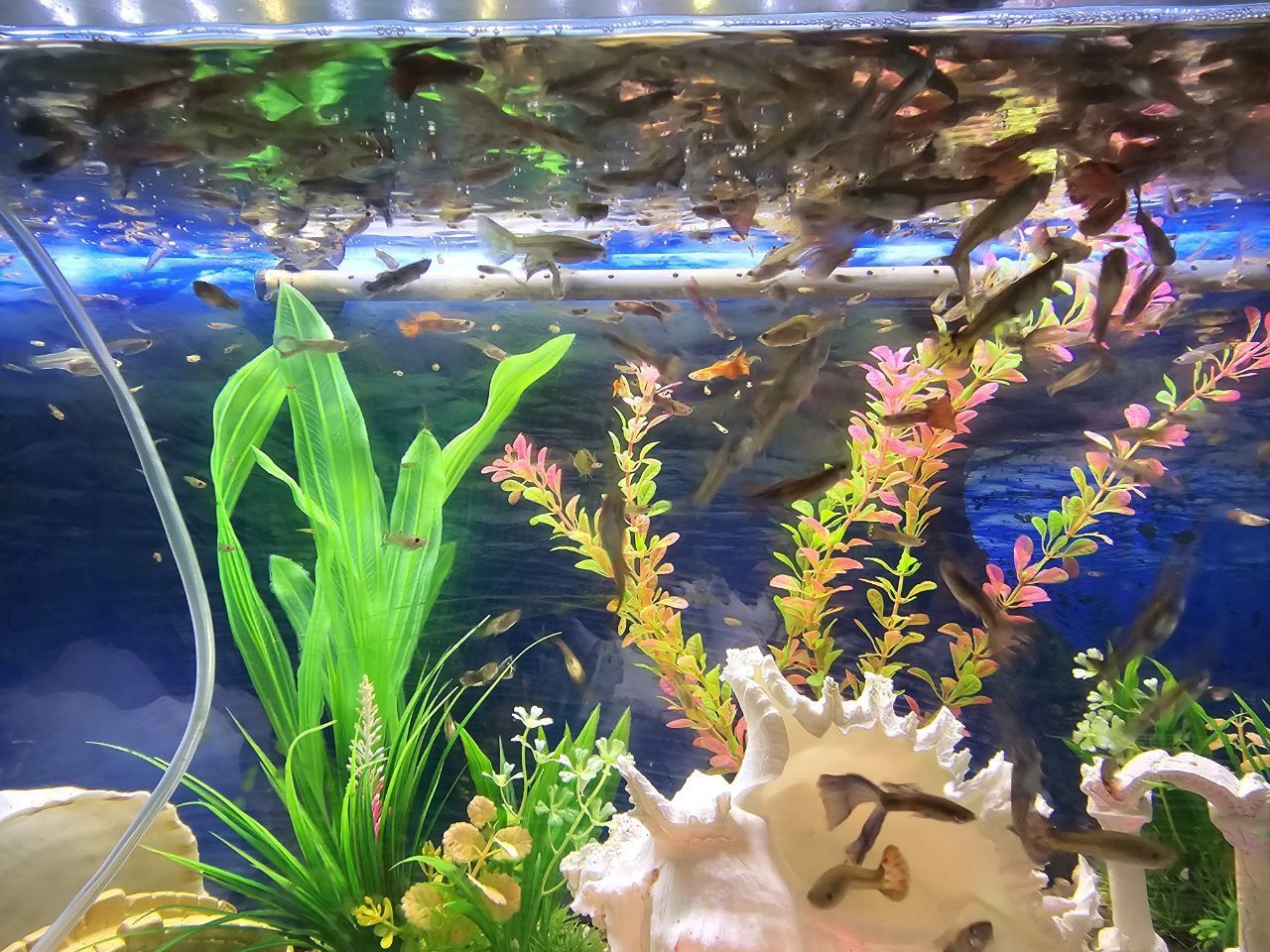 Vendo peixes Guppy por unid.