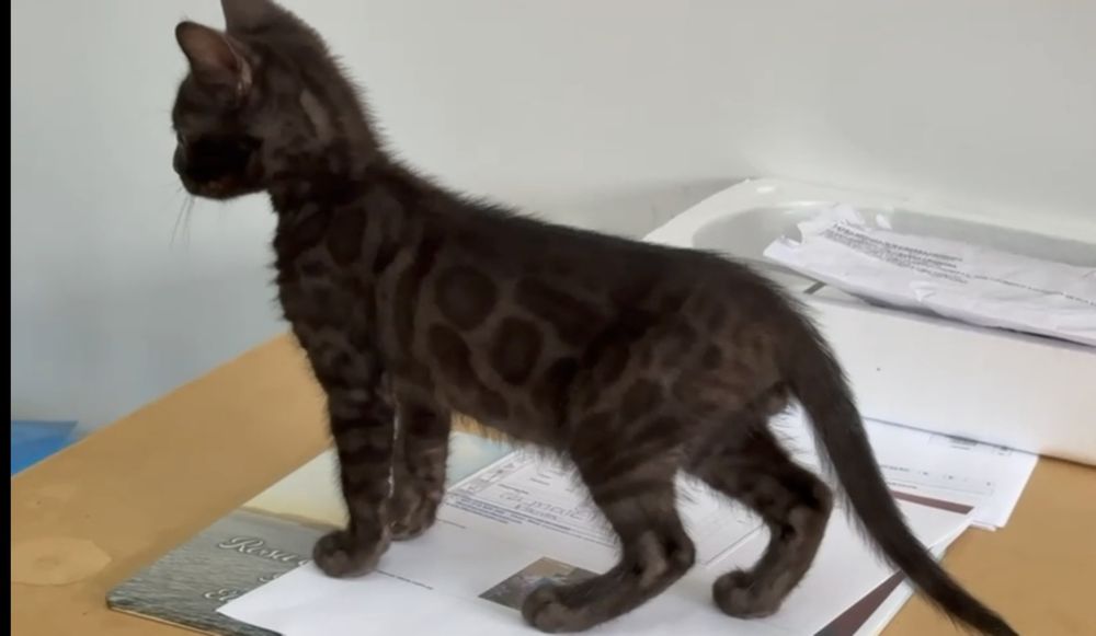 Bengal charcoal top