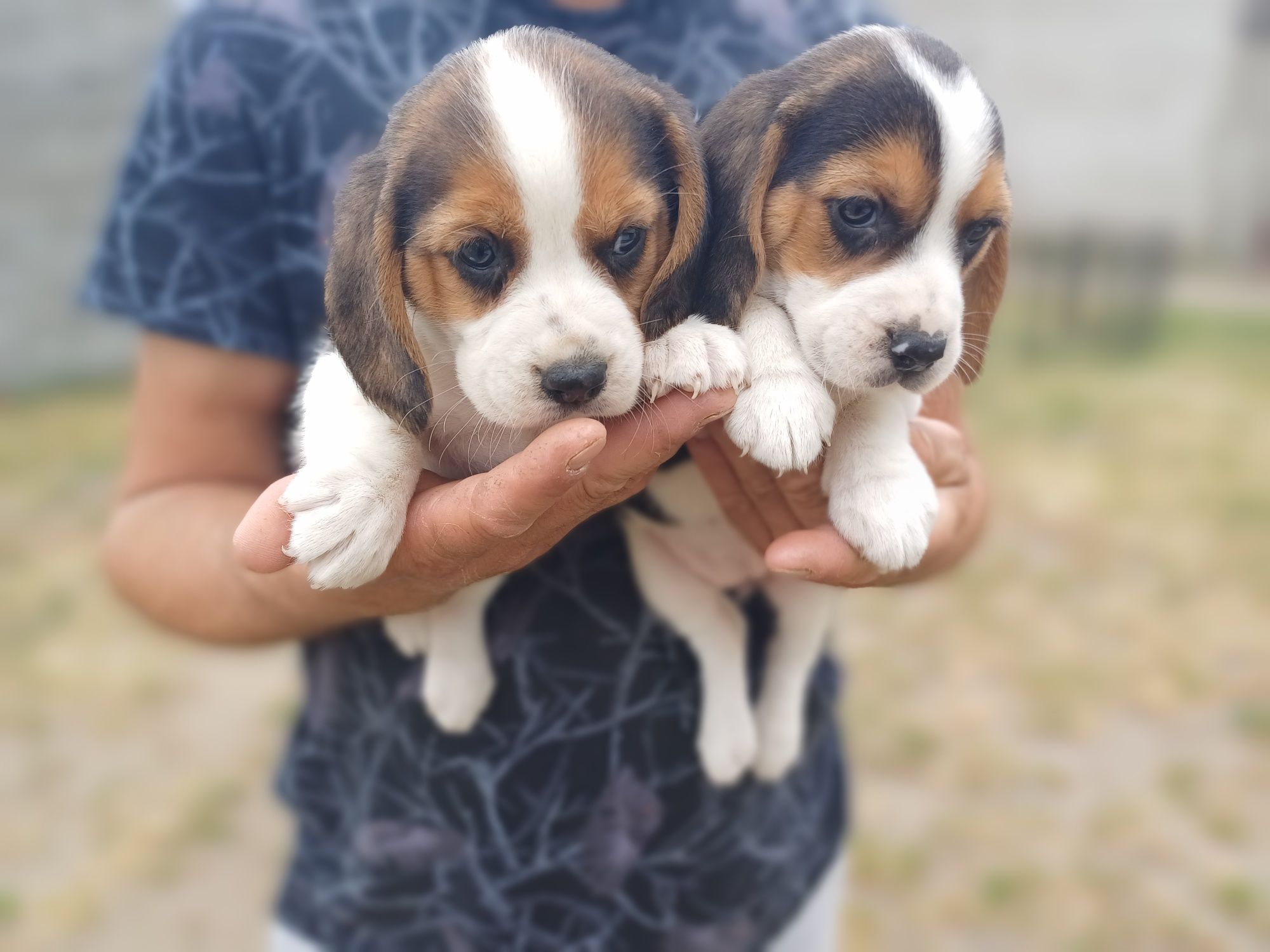 Suczka rasy Beagle