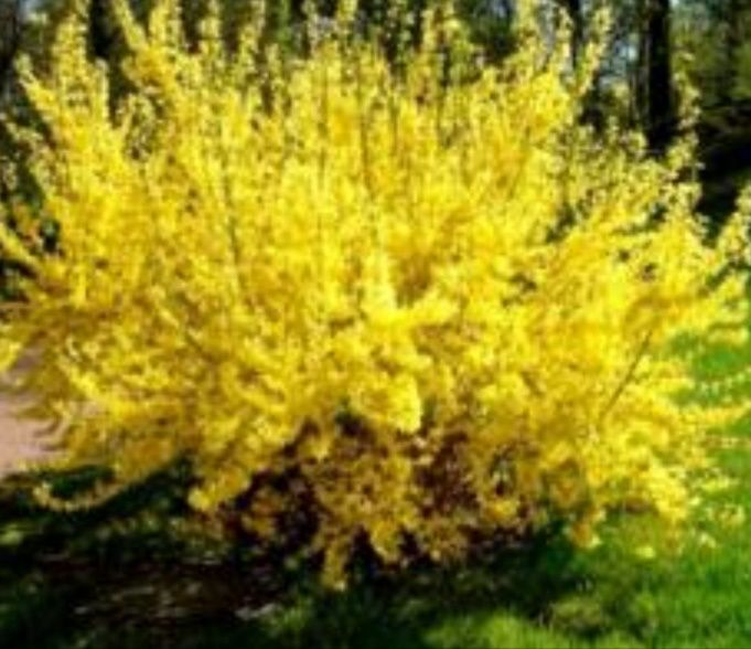 Продам взрослые кусты форзиции, вейгелы, серени, гибискус, розы и. Т.