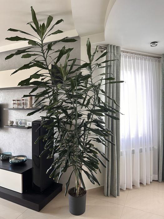 Kwiaty doniczkowe domowe