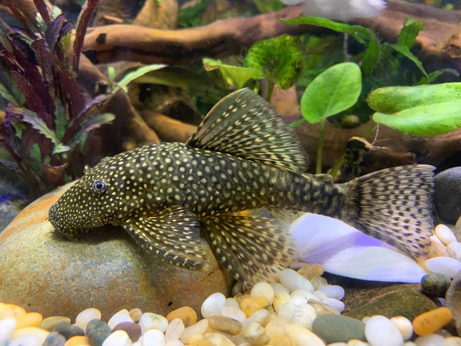 Ancistrus niebieski 6-7cm