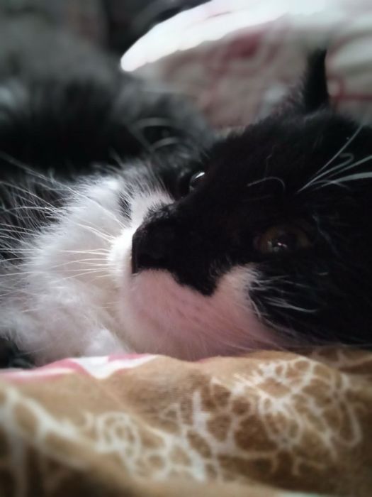 Котики в добрые руки