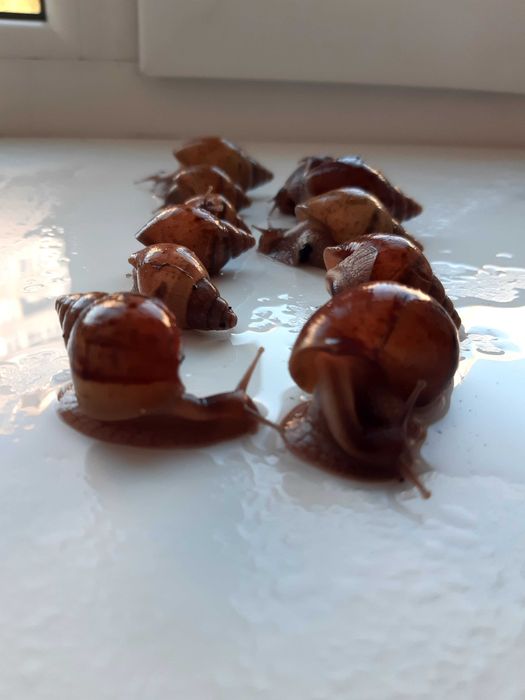 Малятка равлика-ахатина безкоштовно