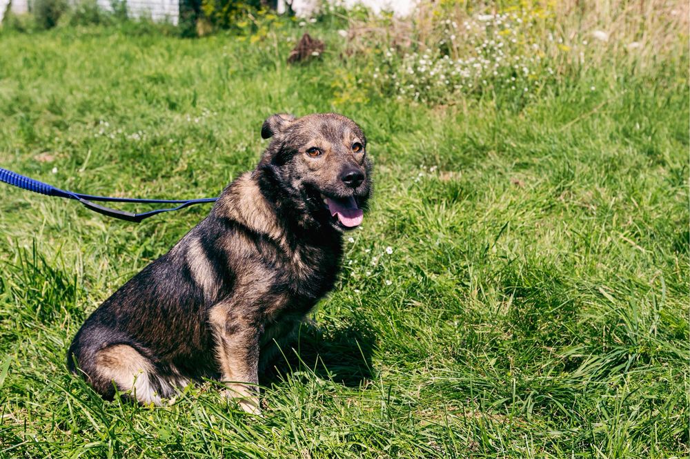Віддам в добрі руки чудового собаку