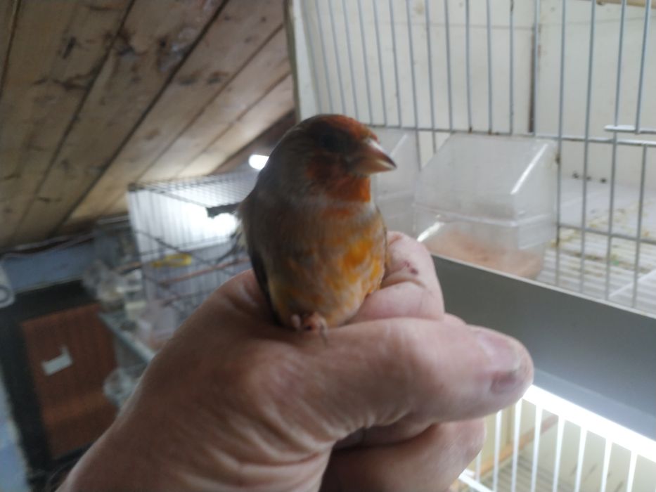 Mestiços pinta canaria