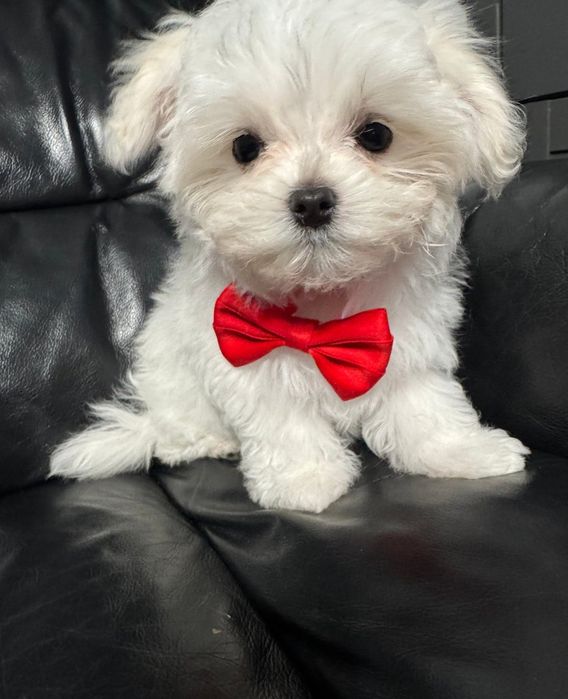 Maltańczyk Gotowy od 8 listopada