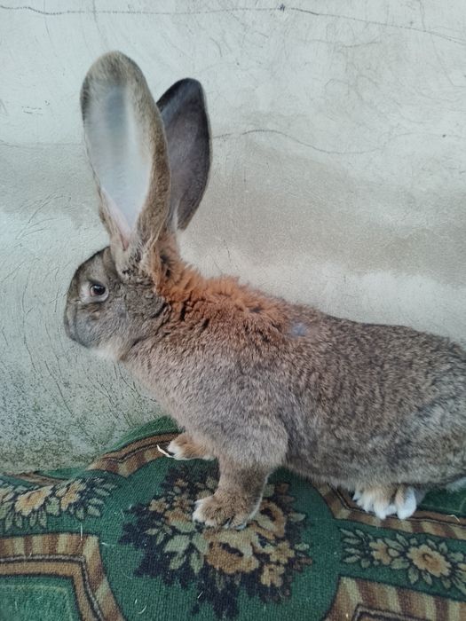 Кролі Фландери Обери