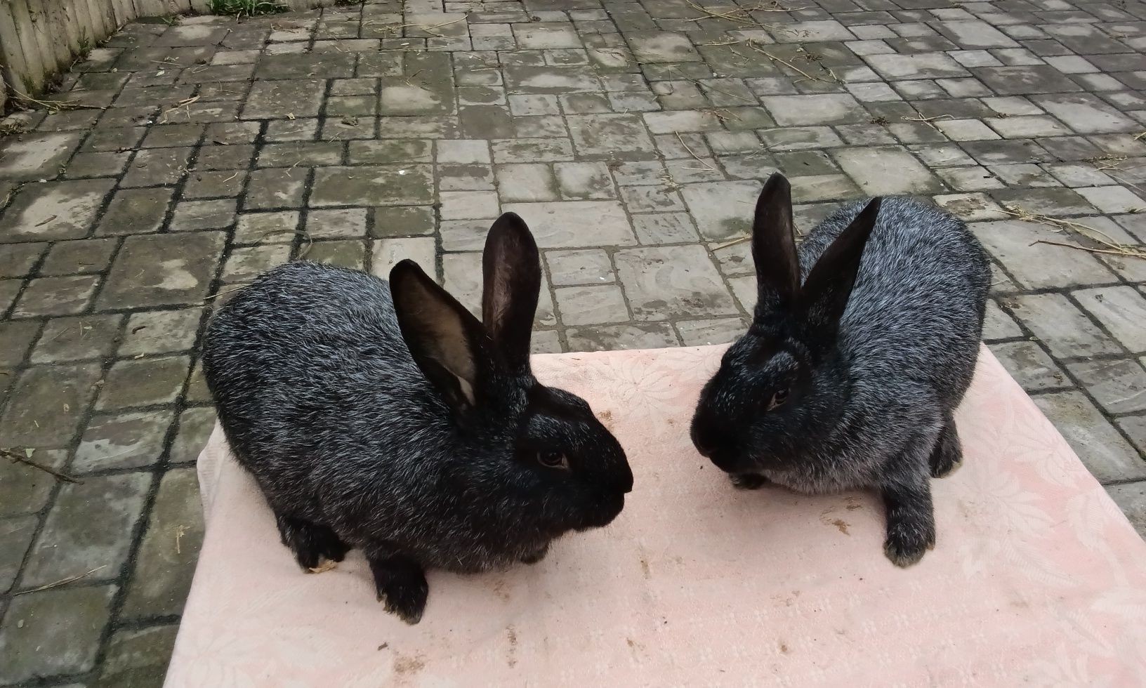 Кролики Полтавське срібло віком 3 міс