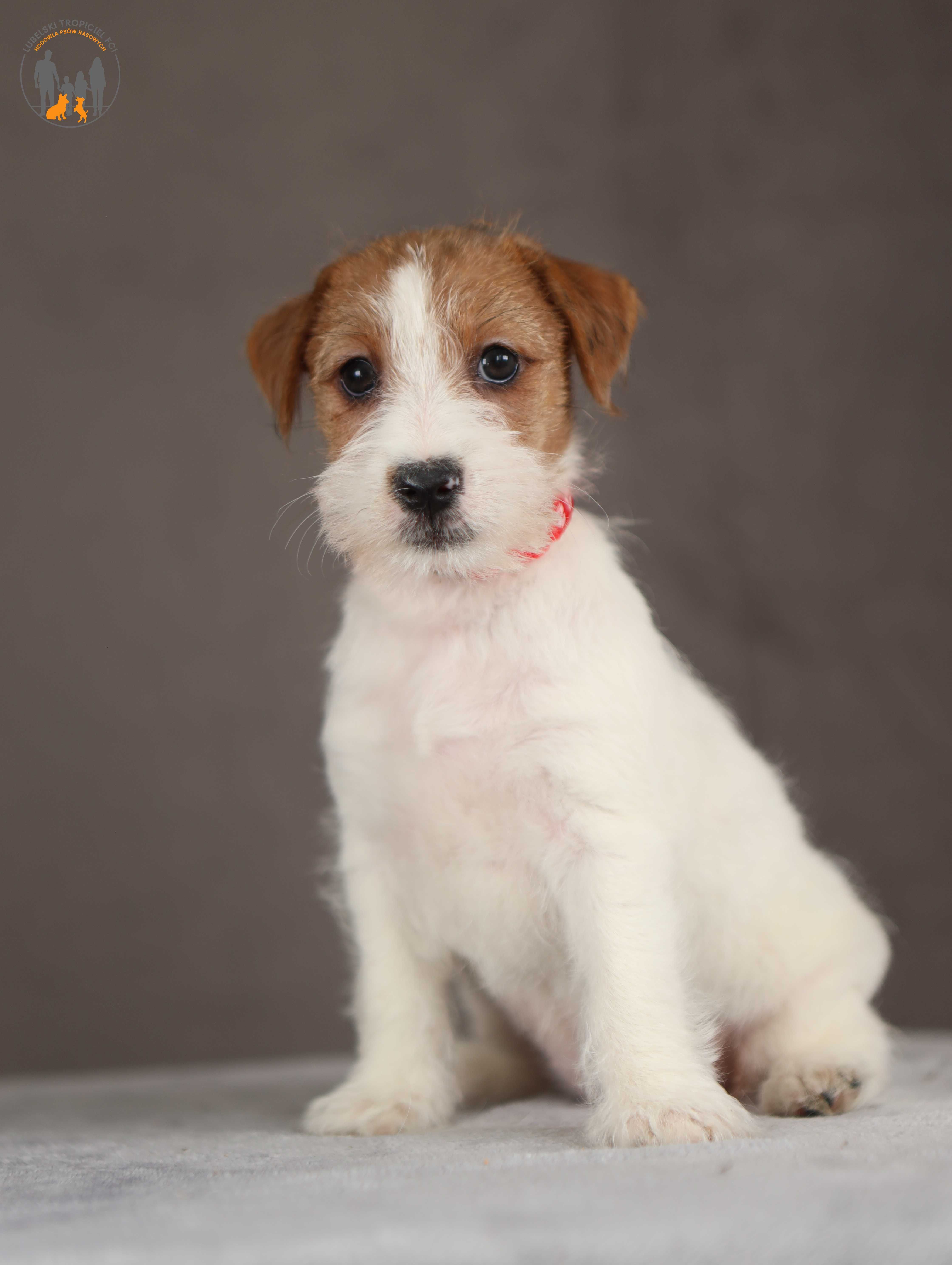 Jack Russell Terrier ZKwP FCI suczka po CH.PL rezerwacja