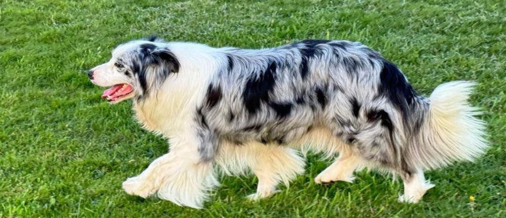 Border Collie Piesek  FCI.  Top