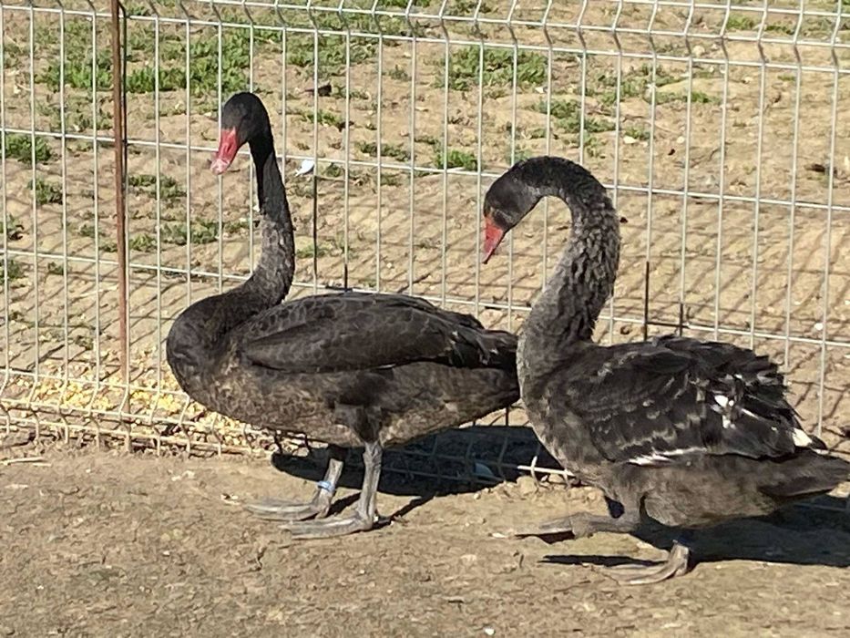 Czarne łabędzie para ptaki ozdobne transport