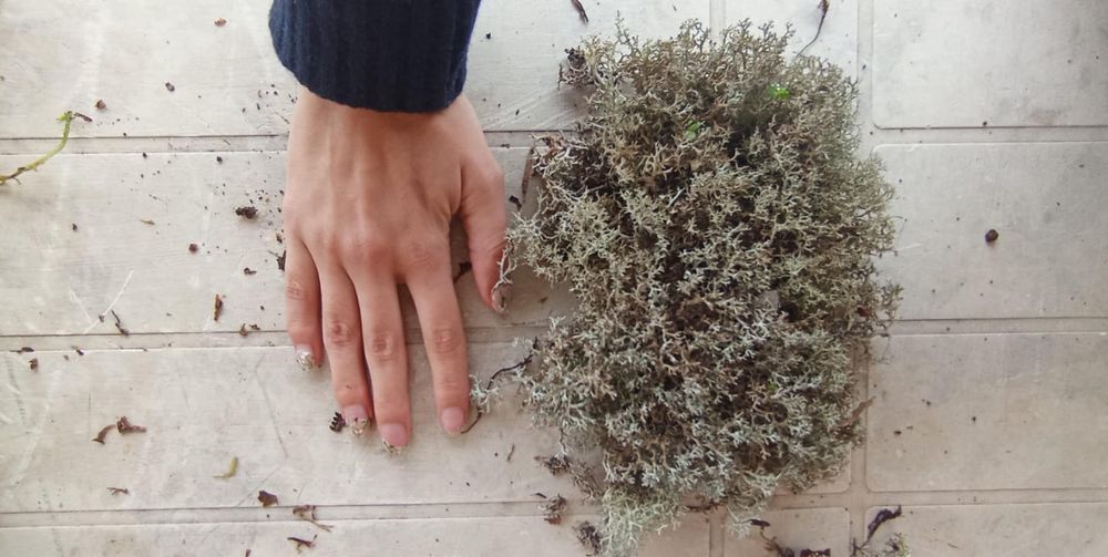 Musgo Natural para Presépio [Disponível]