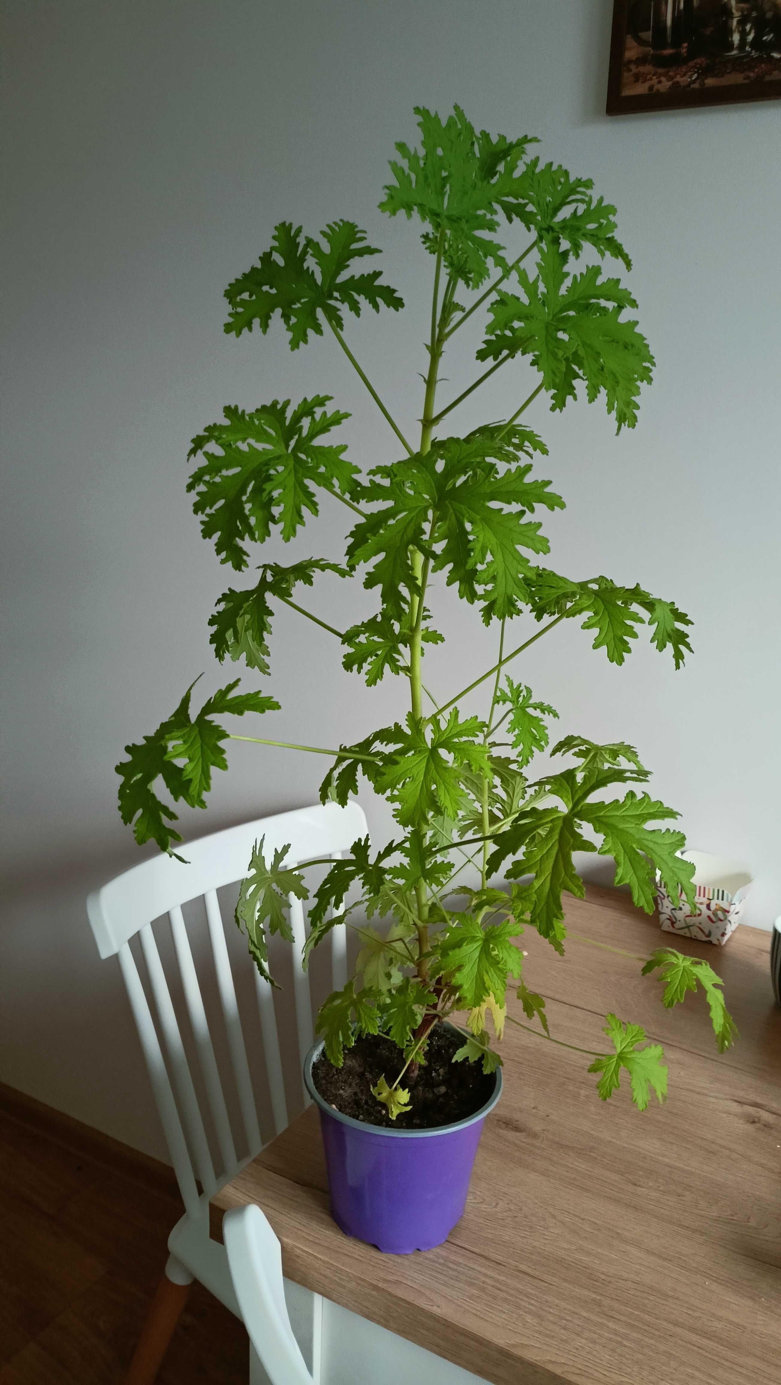 Kwiat geranium anginka