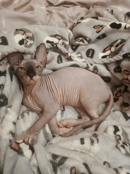 Кішка канадського сфінксу