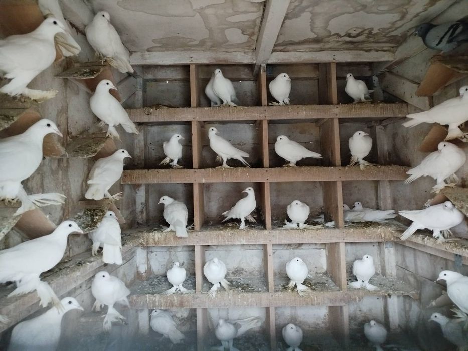 Sprzedam gołębie Bociany