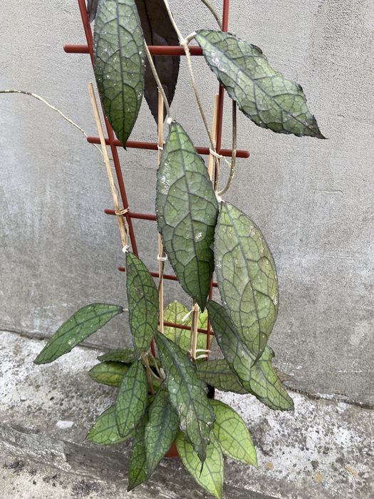 Клеменсіорум.