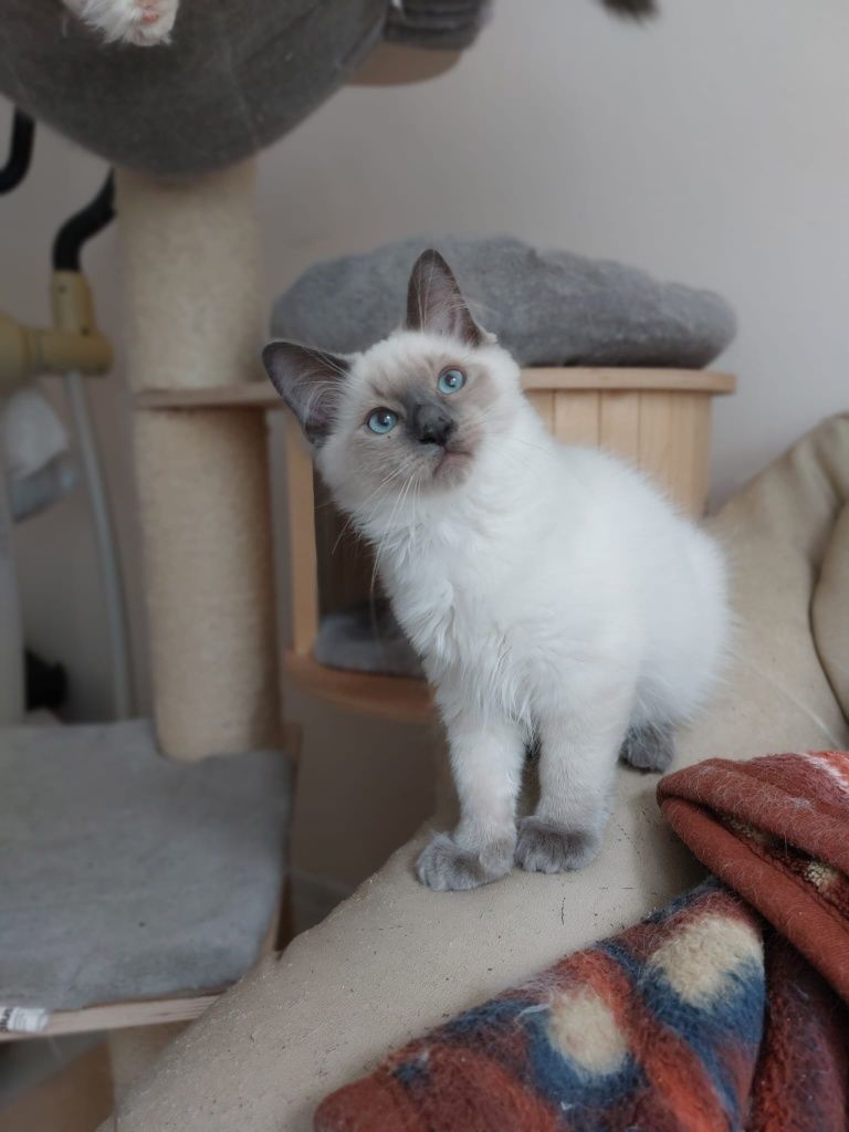Ragdoll kot gotowy do odbioru FIV/Felv
